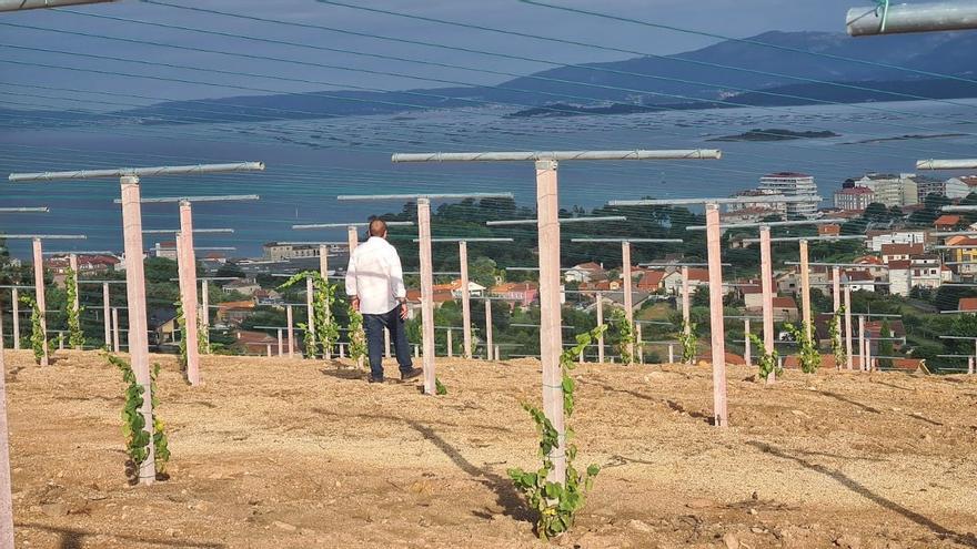 Así se expanden los viñedos en Vilagarcía