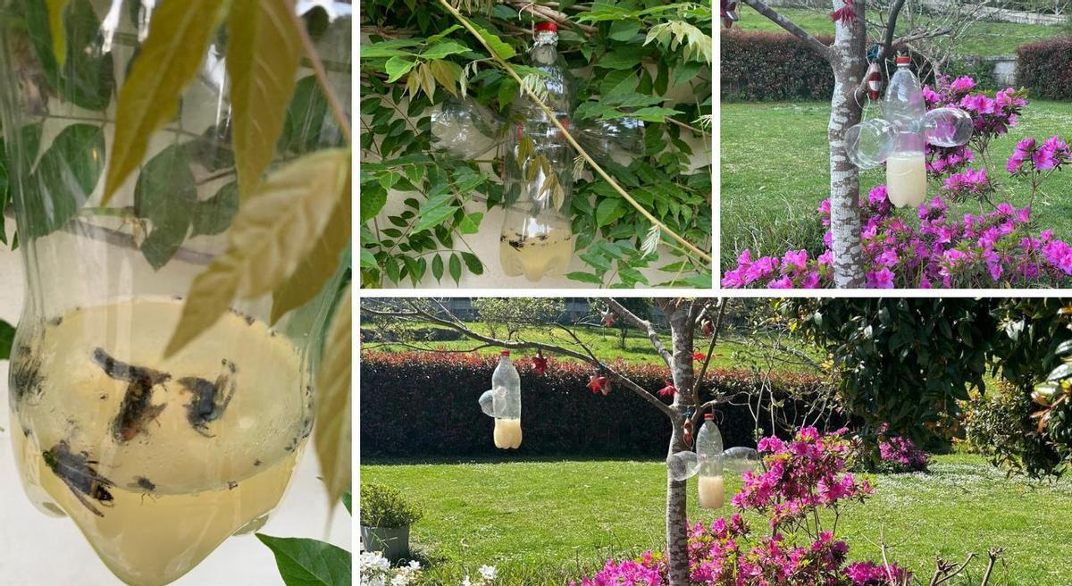 Las trampas caseras que Vanesa tiene en su jardín, con algunas capturas de velutinas reina dentro de ellas.