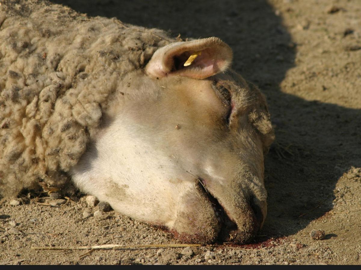 Imagen de archivo de una oveja afectada por la lengua azul en Extremadura.