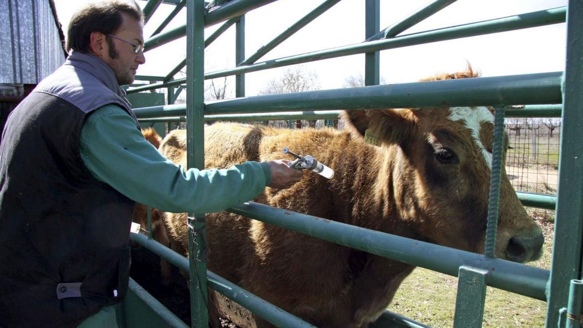 Un veterinario vacuna a una vaca contra la lengua azul.