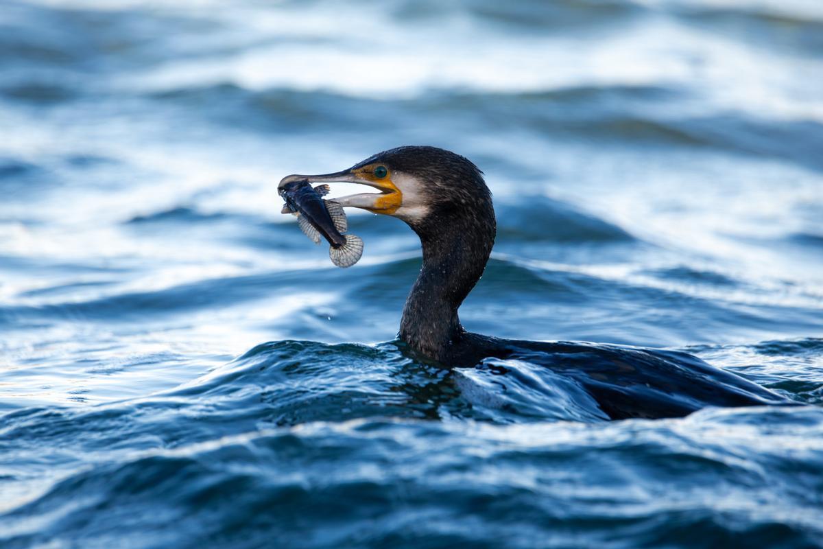 Un cormorán grande con una presa