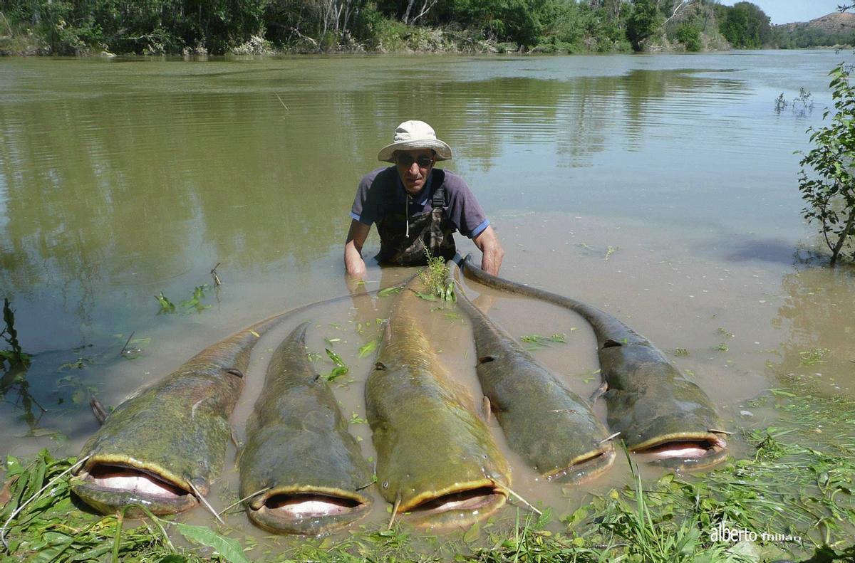 Siluros capturados en el Ebro