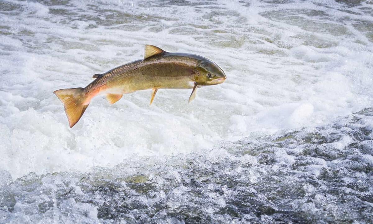 El salmón se encuentra en claro declive