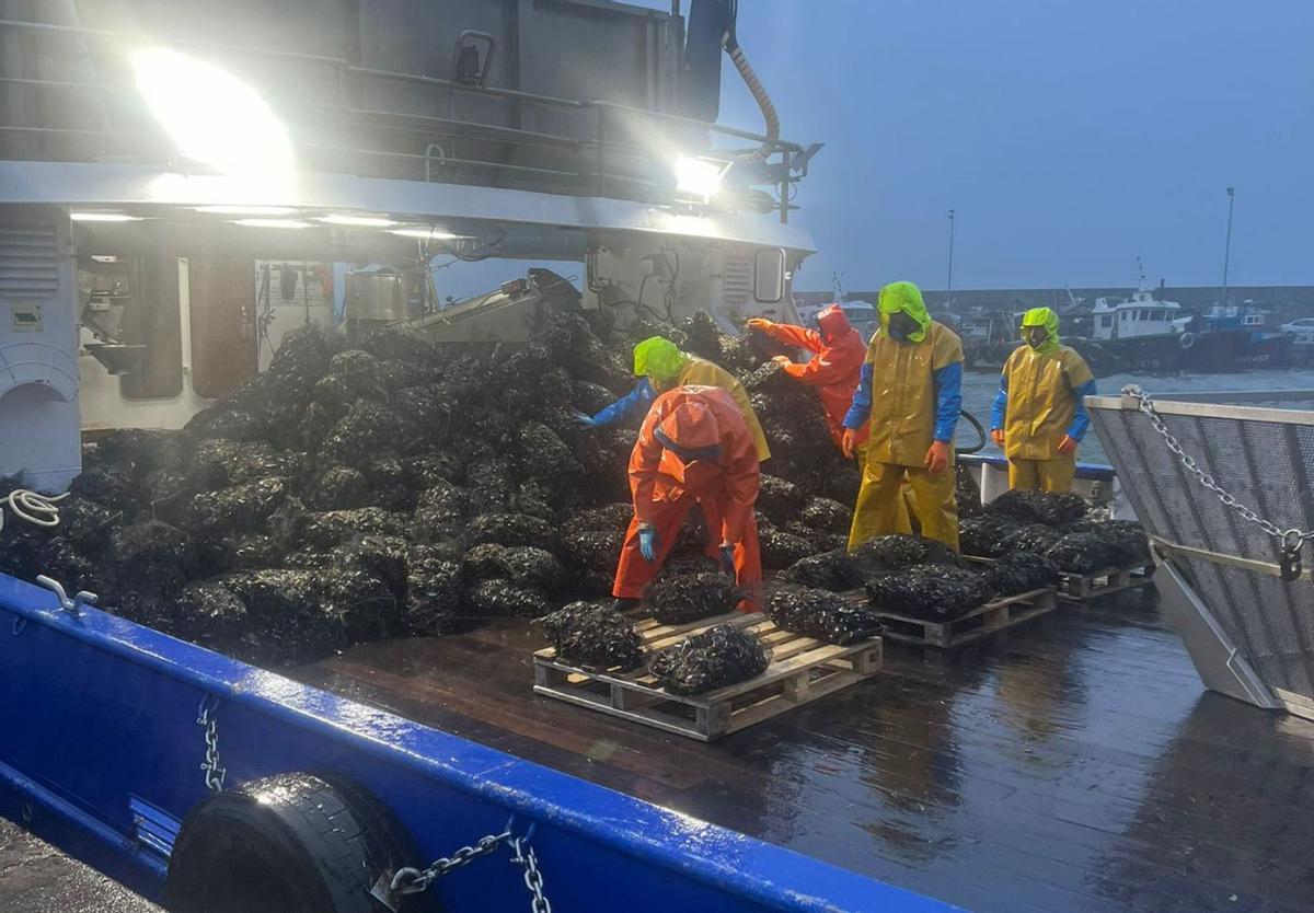 Descargas de mejillón en el muelle de Meloxo. |  FdV